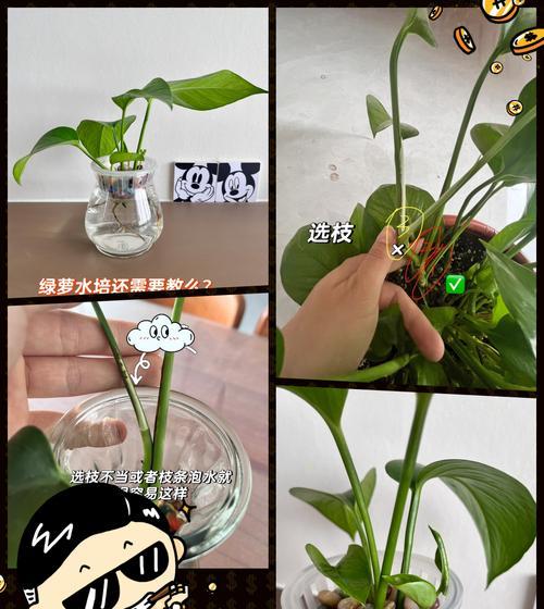 绿萝水培的根腐烂原因及防治方法（绿萝根腐烂的成因分析与保护技巧）