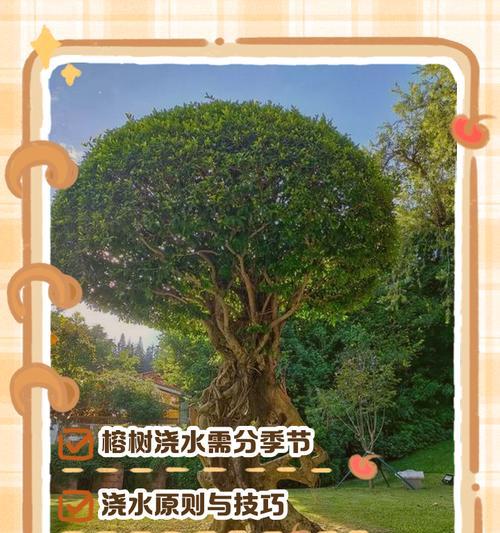 人参榕的浇水时间和正确方法（科学浇水让人参榕健康成长）