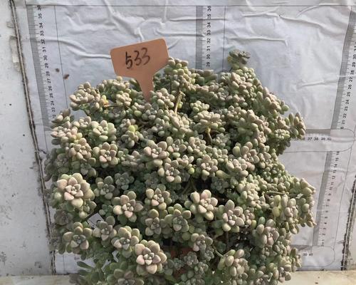如何科学养殖秋丽和姬秋丽（养殖方法、饲养注意事项及养殖效果对比分析）