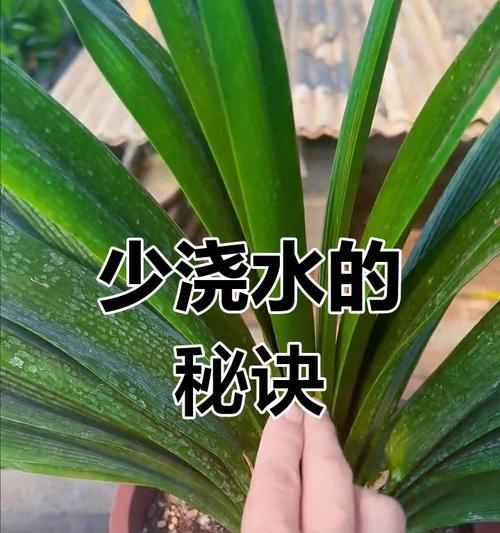 君子兰烂根的补救方法（拯救君子兰的生机与健康，赢回繁花盛世）