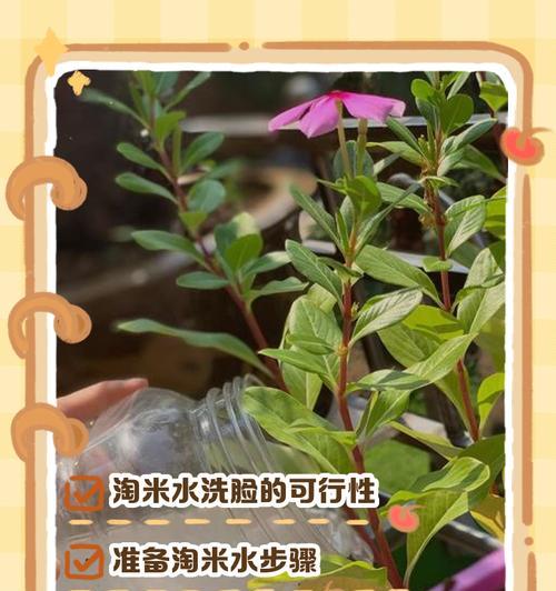 淘米水浇花的利与弊（探究淘米水对花卉生长的影响及注意事项）