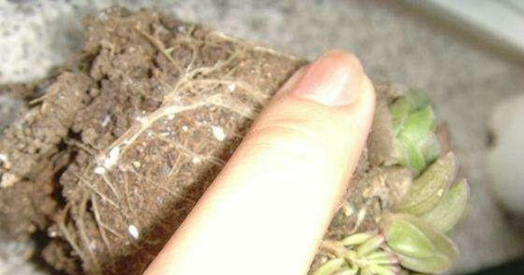 解决土壤中白虫问题的有效方法（保护农作物生长，拯救受虫害困扰的土壤）