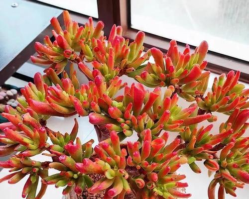 探寻筒月花叶的神秘之美（筒月花叶的独特特征和美学魅力）