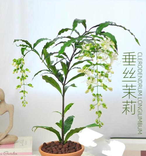茉莉花如何促进快速生长（掌握关键要点，让茉莉花蓬勃生长）