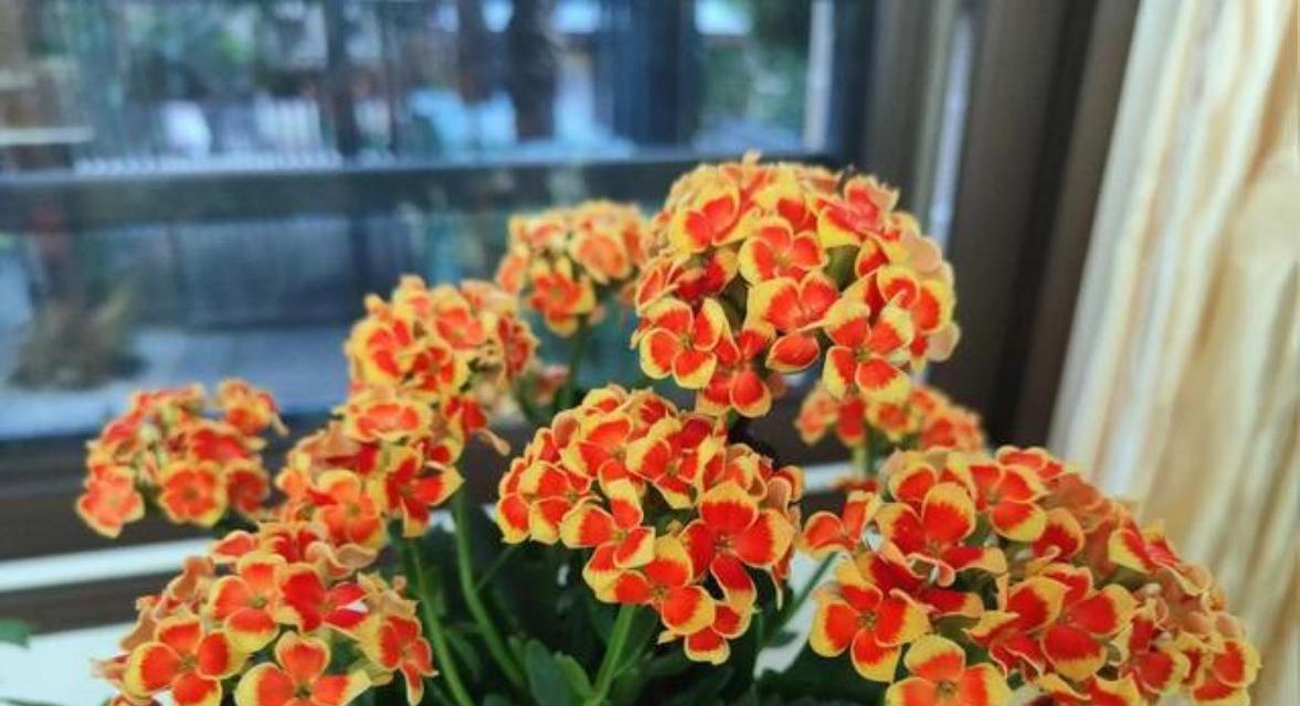 吉利花的养护指南（打造迷人花园，从吉利花开始）