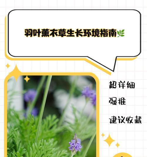 羽叶薰衣草修剪的技巧（掌握羽叶薰衣草修剪的方法，打造美丽庭院）