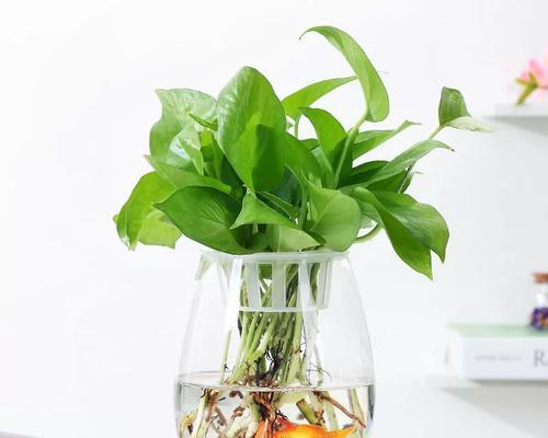 水培植物固定技巧（创新方法使水培植物更稳定）