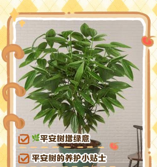 如何清洗平安树？（有效清洁方法和技巧）