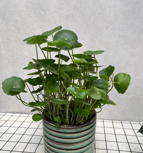铜钱草水培全烂原因及解决方法（探究铜钱草水培过程中出现全烂的原因，探索有效的解决方法）