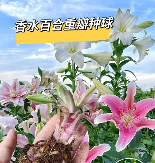 香水百合种球养殖全指南（了解如何正确养殖香水百合，让你的花园充满芳香）