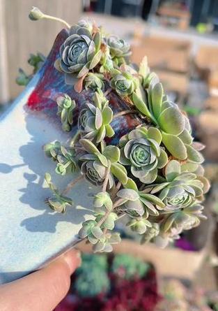 以子持莲华的侧芽繁殖方法（培养侧芽繁殖的技巧与注意事项）