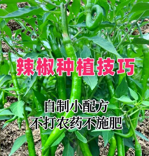 辣椒的种植与收获时间（从种植到收获，辣椒生长的全过程）