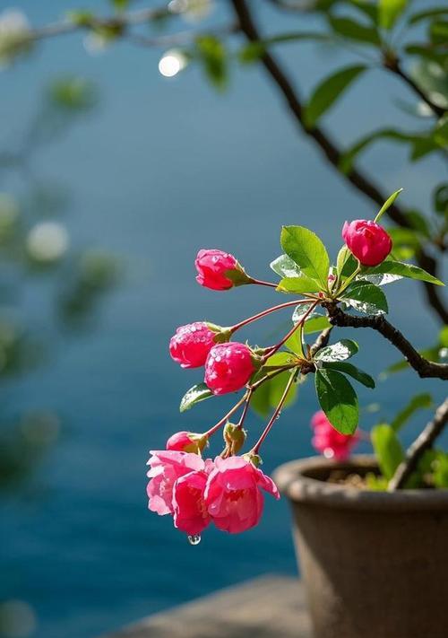 木海棠花的养护指南（打造美丽花园的秘诀）