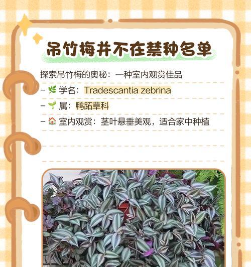 吊竹梅露天养殖的好处和注意事项（家庭吊兰中的“明星”植物，你知道吗？）