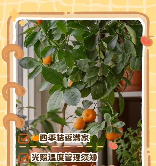 盆栽柑橘的枝修剪技巧（打造健康繁茂的盆栽柑橘，从枝修剪开始）
