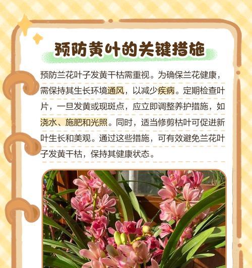 兰花叶子发黄的原因及处理方法（为什么兰花叶子发黄，如何解决这个问题）