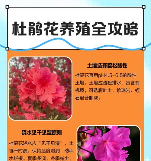室内杜鹃养护指南（冬季室内杜鹃的养殖技巧与注意事项）