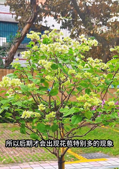 三角梅催花技巧大揭秘（三角梅催花时间和方法）