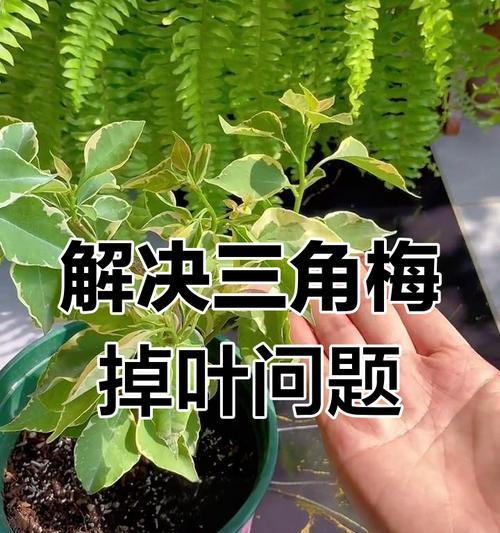 三角梅冬季修剪指南（冬天落叶后如何正确修剪三角梅）