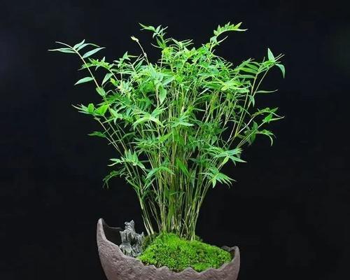 谈谈凤尾竹的日光浴（凤尾竹为何怕晒太阳？如何科学晒太阳？）