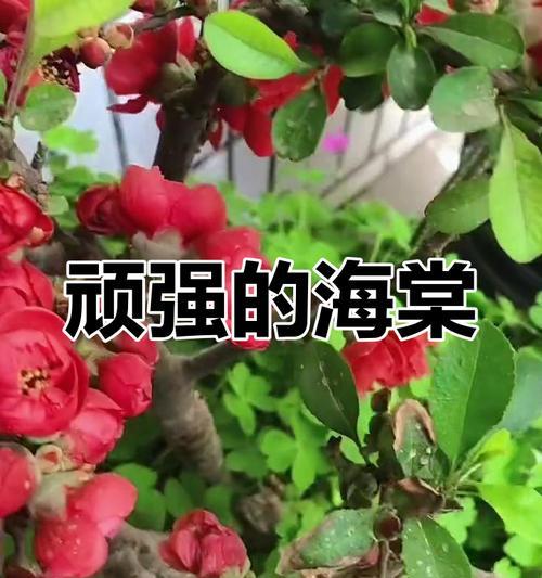 探究海棠花的生长特性及环境要求（了解海棠花的生态习性，促进其生长和发展）