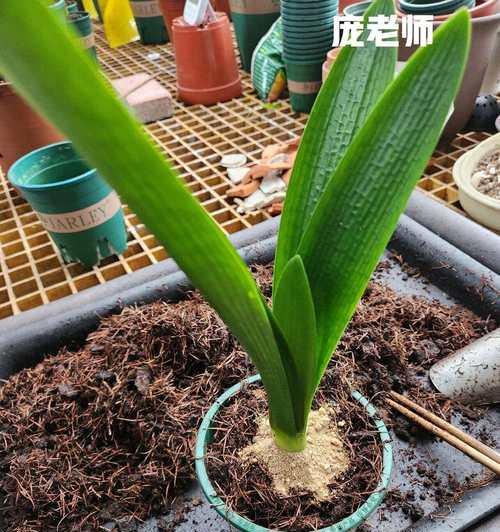 君子兰鳞茎烂了怎么办（教你修复君子兰鳞茎，让它重新焕发生机）