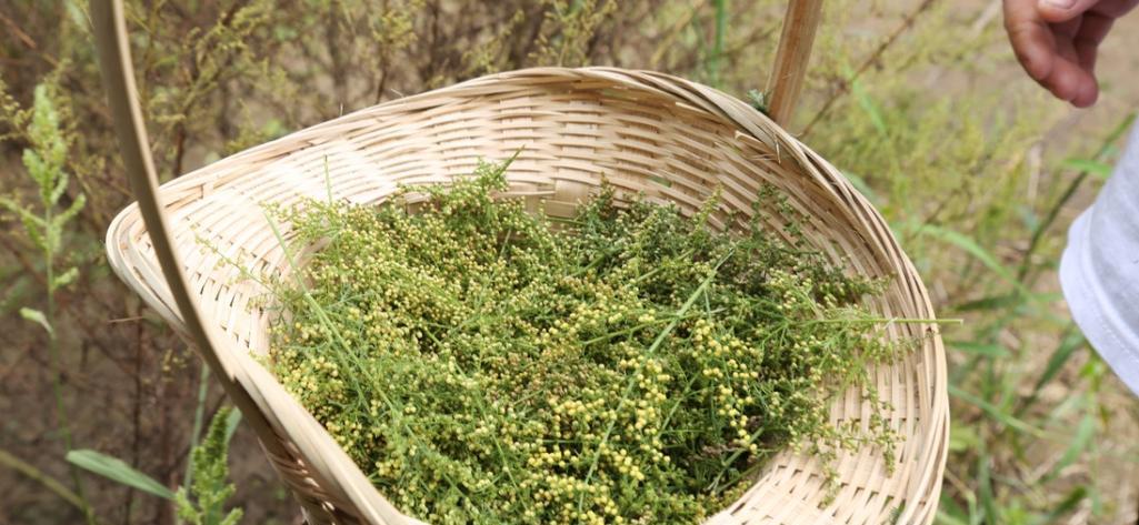 苦草的种类、特点及应用（探寻苦草的科学之美）