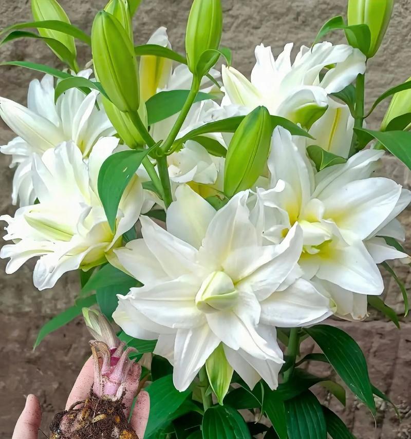 种植香水百合的秘诀与技巧（香水百合的种植步骤与关键要点）