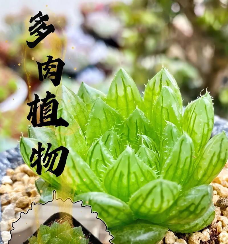 以小仙人类植物怎么养？（掌握关键诀窍，打造独特小仙境）