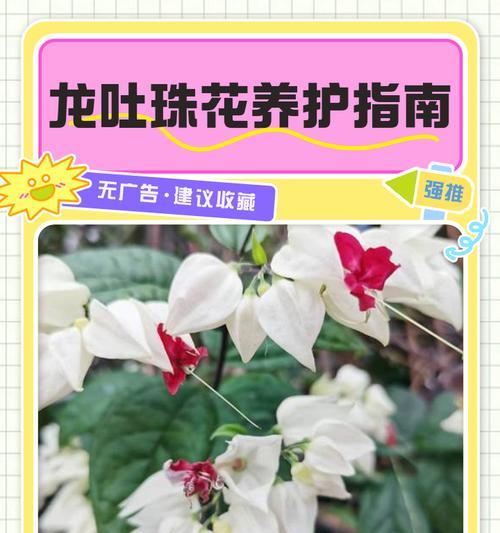 龙吐珠花有毒吗？——揭开真相（对龙吐珠花有毒性的解析）