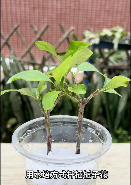 栀子花枝养生根技巧（掌握栀子花枝的养殖要领，让栀子花健康成长）