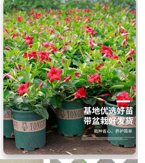 以飘香藤换盆后花苞掉落问题的解决方法（解密飘香藤换盆后花苞掉落的原因与应对策略）