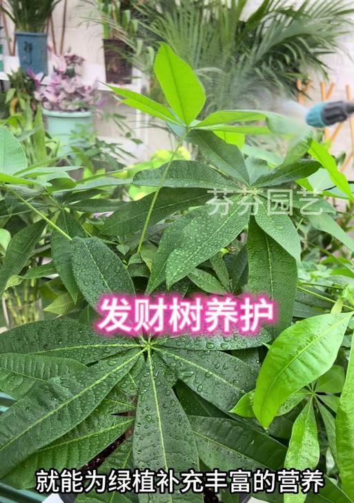 绿茶水的神奇功效（解密绿茶水的营养成分和浇水技巧，揭秘发财树生长的秘密）