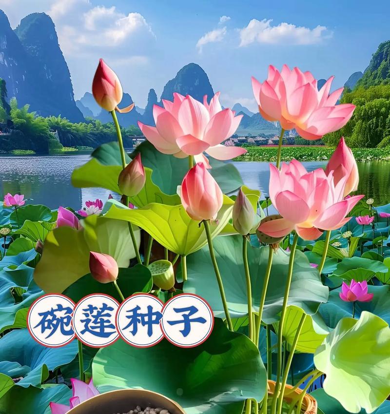无土碗莲过冬的方法与技巧（保证无土碗莲安全度过严寒冬季的关键措施）