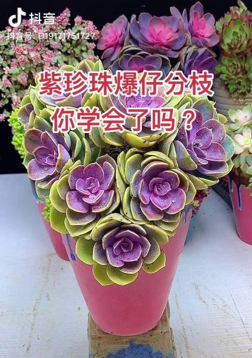 紫珍珠多肉繁殖技巧大揭秘（了解紫珍珠多肉的繁殖方法，让你的花园充满繁盛生机）
