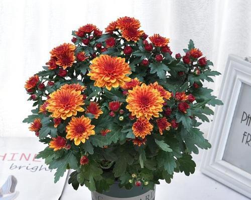 冬季好养的花卉推荐（寒冬季节，也能拥有美丽花园的秘诀）