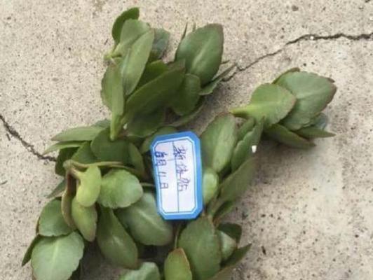 冬天厚脸皮叶子发软的原因及应对方法（寒冷天气下植物叶子失去硬度的解决之道）