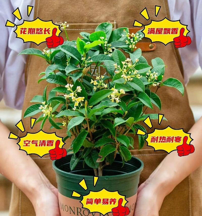 四季桂花的开花时间及特点（一年四季的桂花，四季盛开的美景）