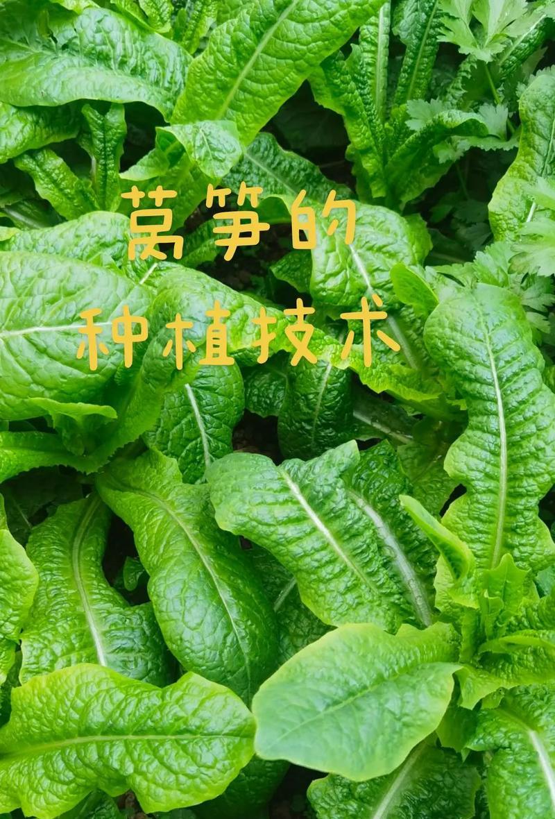 如何正确种植秋莴笋（掌握育苗时间和方法，打造丰收好成果）