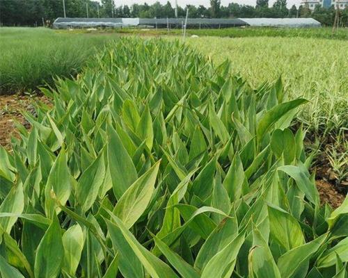 美人蕉冬季养护全攻略（种植要点、冬季防寒、营养补给、病虫害防治）