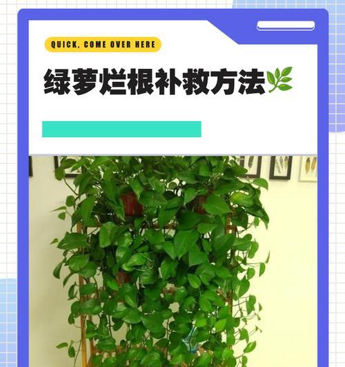 绿萝之困（拯救黑茎绿萝，恢复生机的有效方法！）