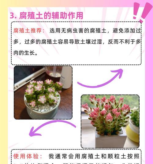 草玉露的种植与养护技巧（选择适合的土壤种植草玉露，打造优质环境）