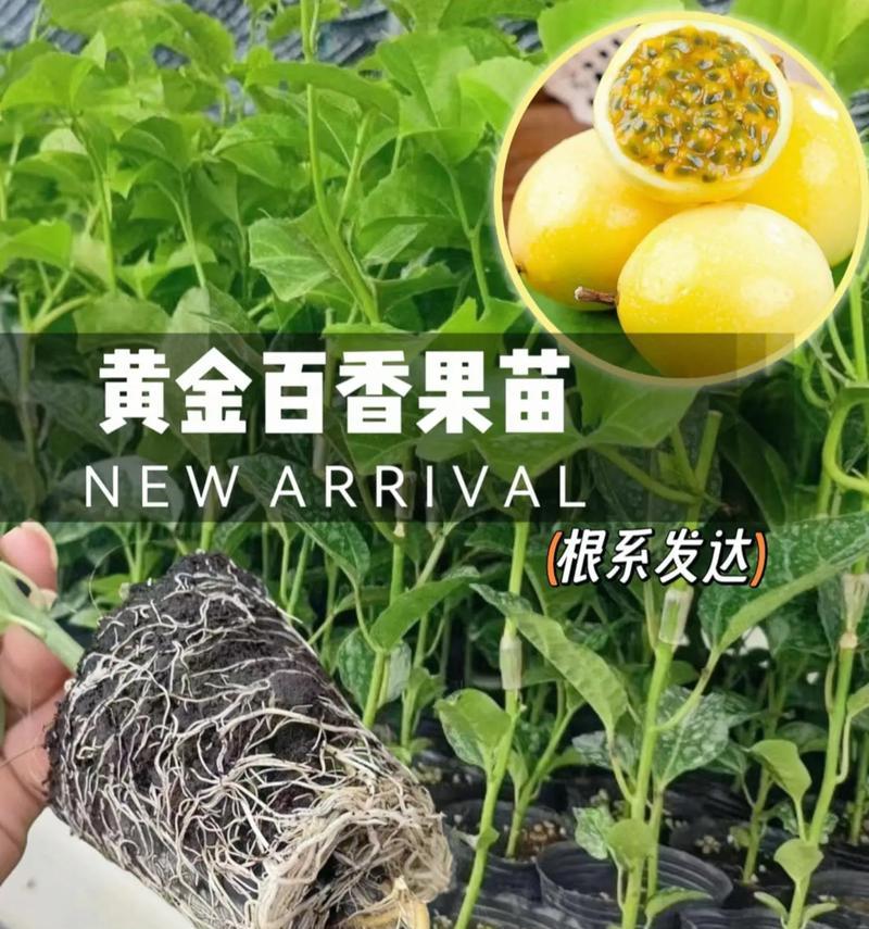 百香果树的养殖技巧与方法（打造丰收的百香果园，轻松掌握养殖要点）