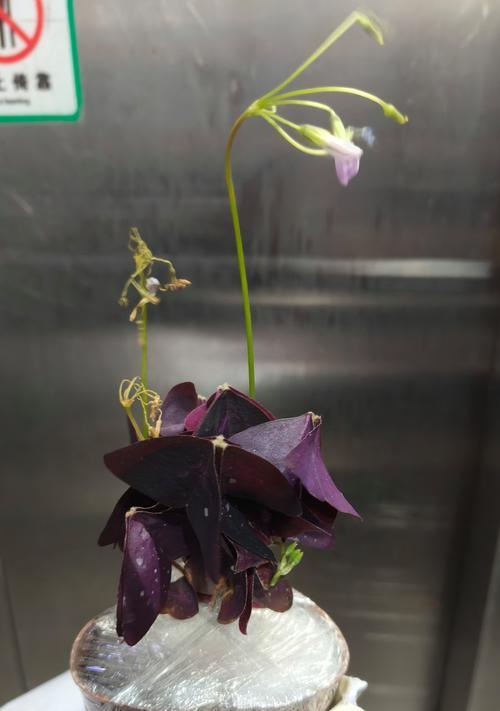 紫花酢浆草养护指南（打造优美花坛的必备秘籍，让你的紫花酢浆草绽放光彩）