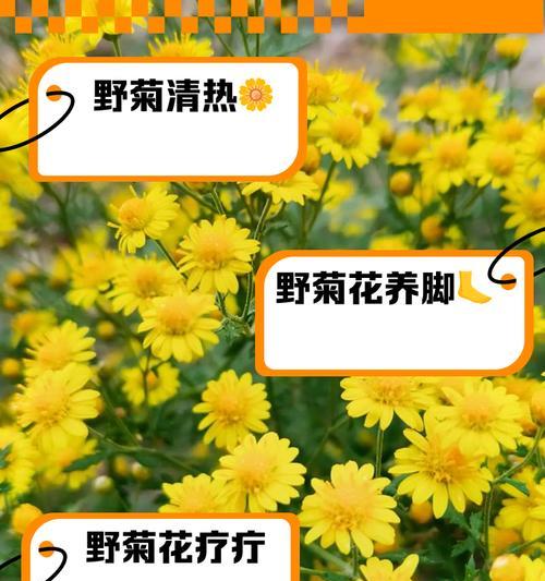 菊花脚芽的养护与防治方法（学会正确处理菊花脚芽的问题，让花园保持美丽景色）