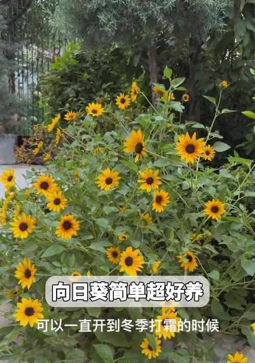 向日葵水养指南（室内养护和关键技巧）