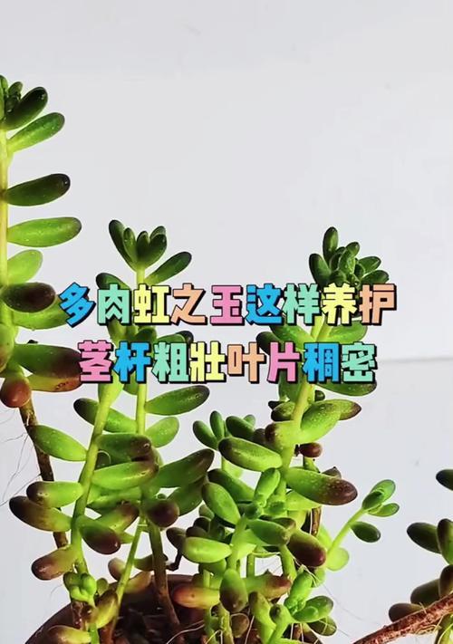 虹之玉（由青翠转为绚丽，虹之玉的色彩之谜解析）
