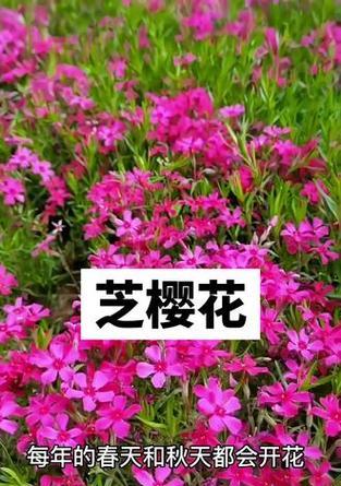 福禄考开花后的管理和护理技巧（最佳养护方式和关键要点）