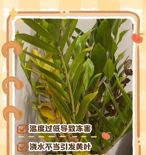 金钱树冬季养护之要点与技巧（室内金钱树冬季养护的关键诀窍）