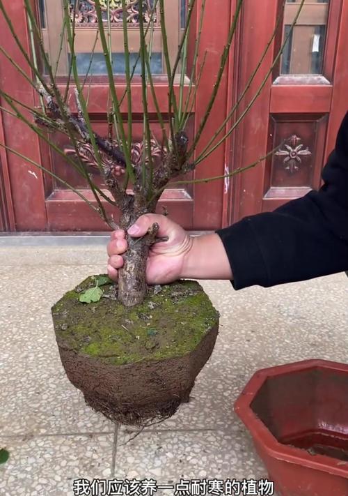 冬季修剪北花一号的技巧(打造健康美丽的北花一号花坛,关键是冬季修剪)